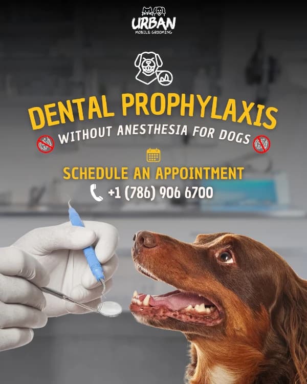 Non-Anesthetic Dental Cleaning