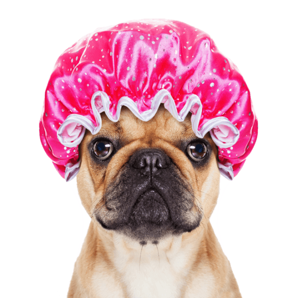 Dog grooming illustration
