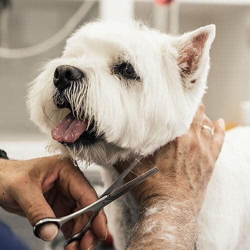 Full Grooming