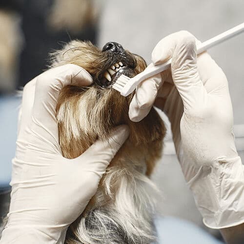 Dog dental cleaning